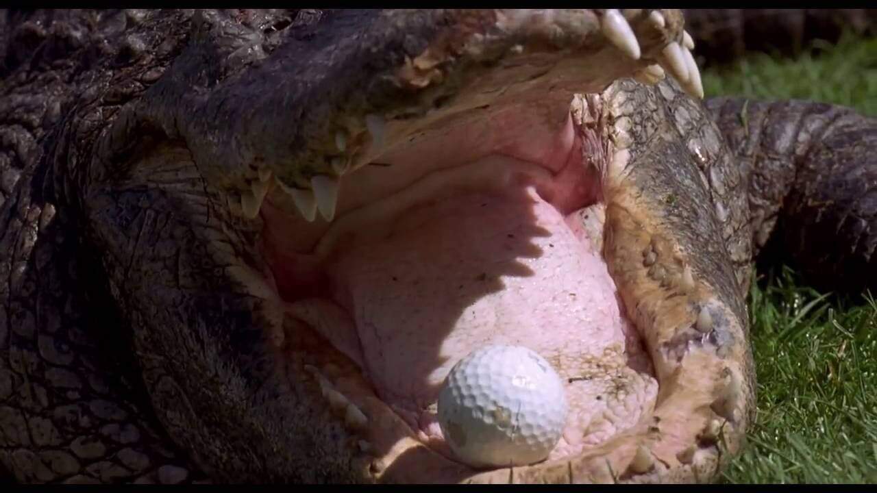 Happy Gilmore famous crocodile