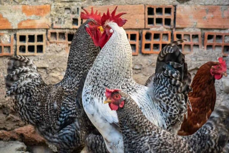 Should you get a rooster for your chickens?