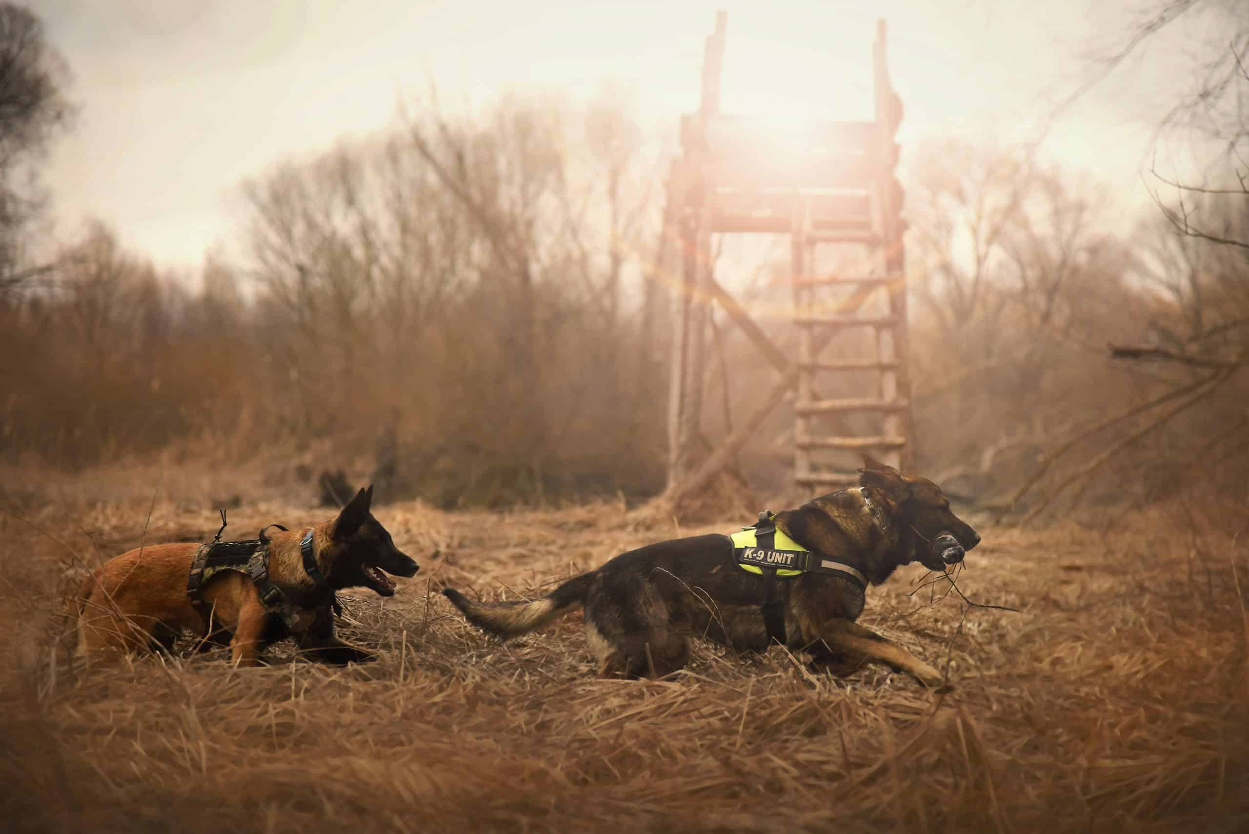 German Shepherd dogs running energetically in a grassy outdoor setting with distinct sun rays during natural disaster