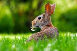 Rabbits