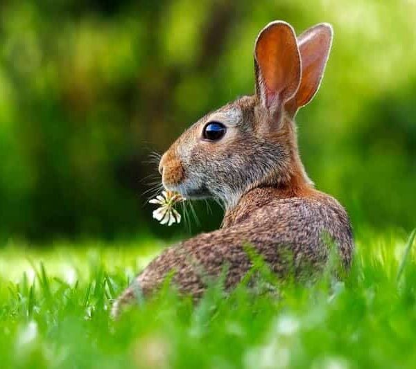 Rabbits