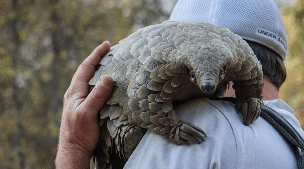 Top 10 Movies: Pangolin: Kulu’s Journey | Courtesy of Netflix