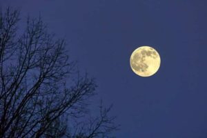 Strawberry full moon