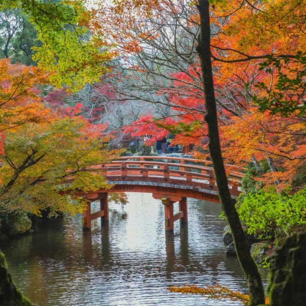Beautiful autumn scene with a traditional bridge and vibrant foliage in Kyoto's serene garden. Travel for your soul