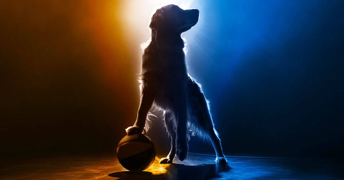 Air Bud