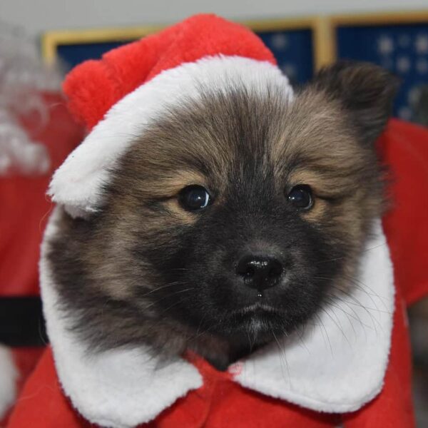 Christmas in July