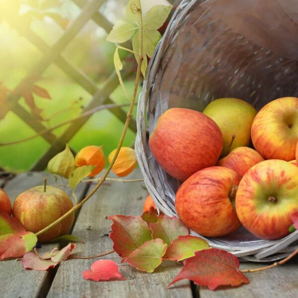 apples, leaves, fall, still life, basket, autumn, harvest, produce, organic, fruit, food, nature, light, seasonal produce