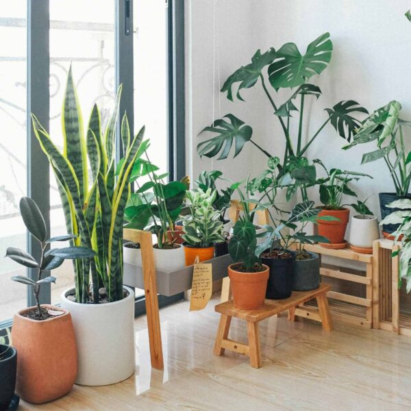 A vibrant collection of indoor plants in a cozy and modern room.