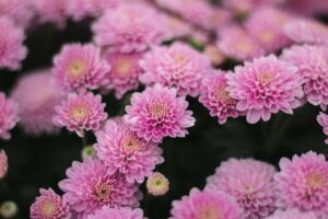 Close-up of vibrant pink chrysanthemums in full bloom showcasing their vivid petals outdoors. autumn winter garden