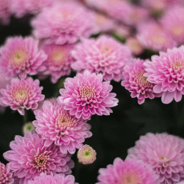 Close-up of vibrant pink chrysanthemums in full bloom showcasing their vivid petals outdoors. autumn winter garden