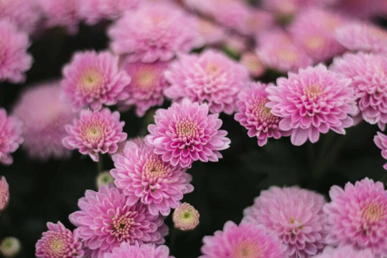 Close-up of vibrant pink chrysanthemums in full bloom showcasing their vivid petals outdoors. autumn winter garden