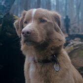 Good Boy