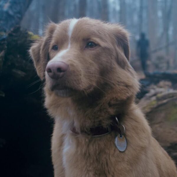 Good Boy