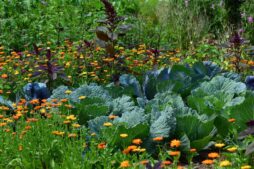 winterize, white cabbage, garden, vegetable growing, to harvest, herb, agriculture, herb cultivation, crop plant, nature, vegetables, vegetable garden, food, cabbage, cottage garden, marigolds