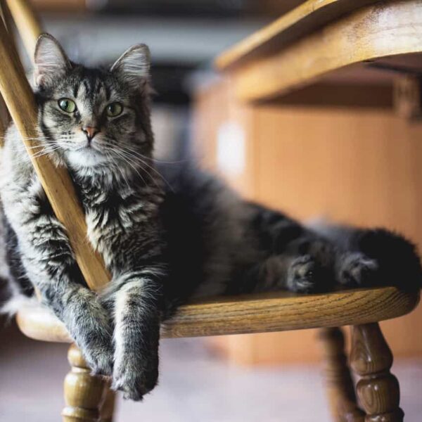 This photograph features a cat sitting on a chair next to a table. With upcycling, you can create furniture everyone can enjoy.