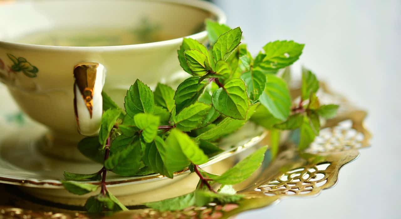 peppermint, peppermint tea, mint, tea, leaves, medicinal herbs, tea herbs, herbal plant, culinary herbs, healthy, medicinal plant, drink, green mint, health, healing, nature, herbs, aroma, taste, cup, dishes, cover, tea cup, gold rim
