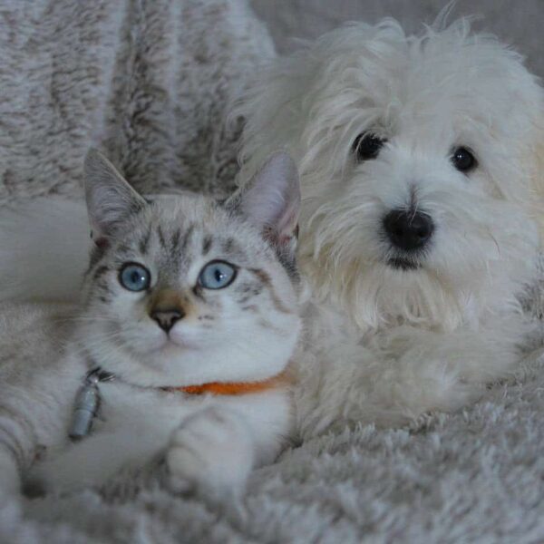 dog, cat, nature, animals, dog cat, pet, animal, domestic animal, pets, white fur, cute, complicity, little dog, doggie, female, pet food recall