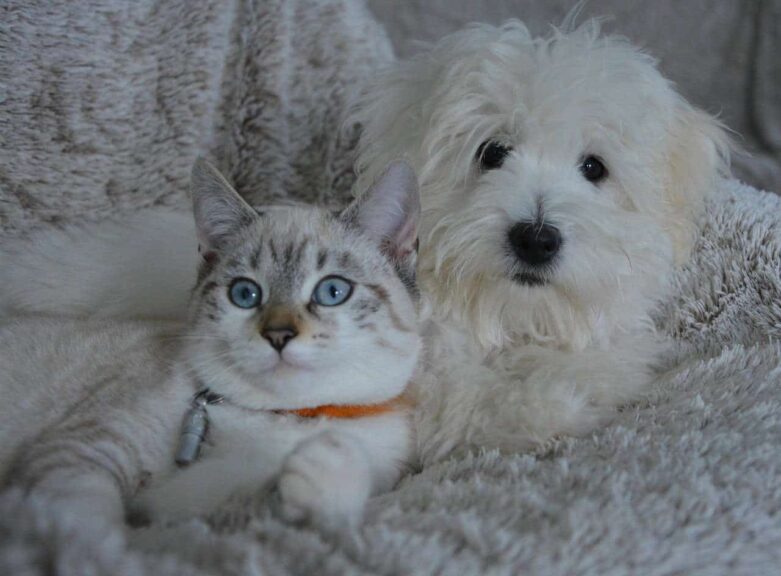 dog, cat, nature, animals, dog cat, pet, animal, domestic animal, pets, white fur, cute, complicity, little dog, doggie, female, pet food recall