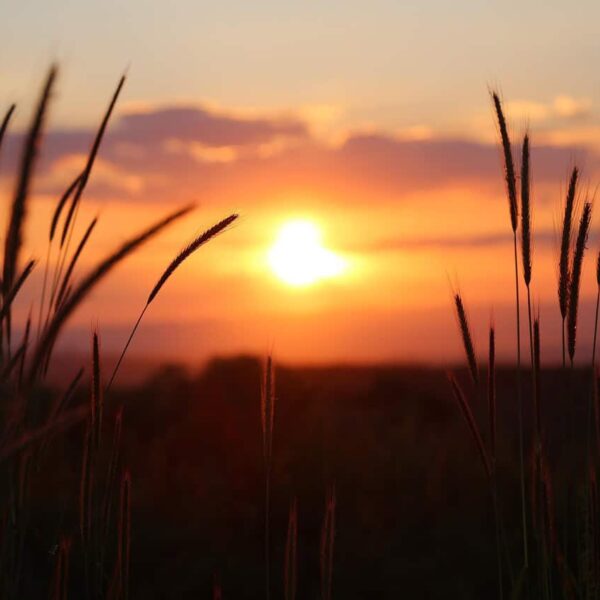 end-of-summer, sunset, nature, meadow, field, landscape, twilight, dusk, sunset, sunset, sunset, sunset, sunset, field