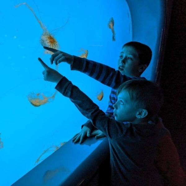 10 Best Aquariums that are worth the visit