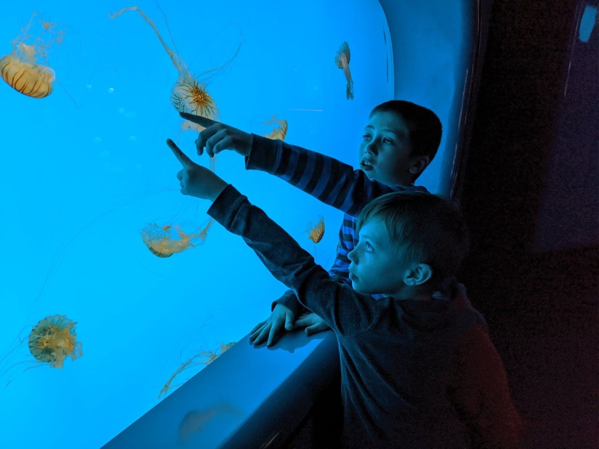 10 Best Aquariums that are worth the visit