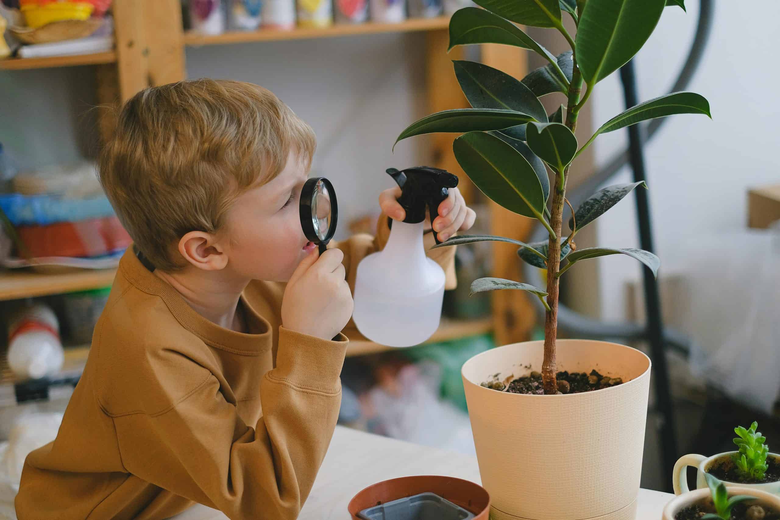 A boy is looking at a plant with a magnifying glass. He is also spraying the plant with water. Caring for plants can be part of homeschooling.