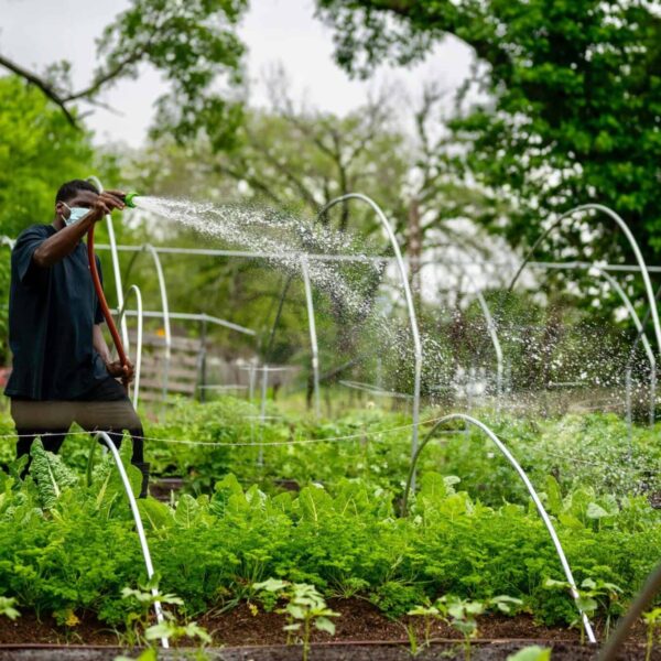 A man watering vegetable crops in an urban farm, depicting sustainable gardening during the pandemic. urban farming