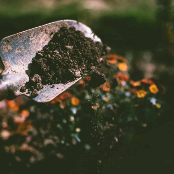 Close-up of a gardening shovel with soil, surrounded by vibrant blooms in an outdoor garden setting. Nostalgia gardening