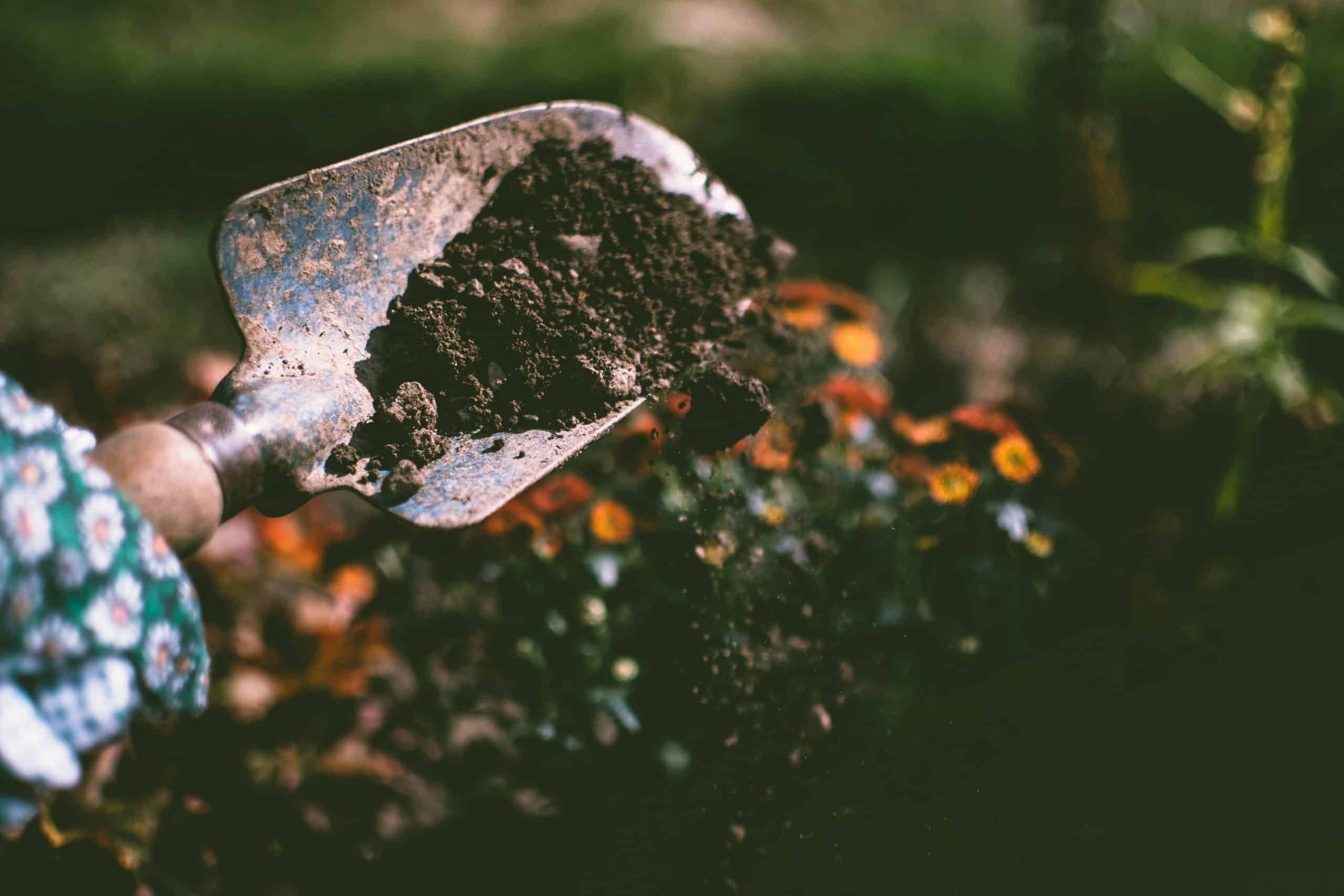 Close-up of a gardening shovel with soil, surrounded by vibrant blooms in an outdoor garden setting. Nostalgia gardening