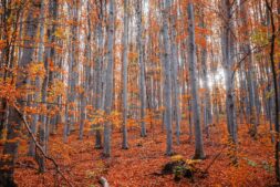 leaves, autumn, Capture of a serene forest with tall trees and vibrant fall foliage.
