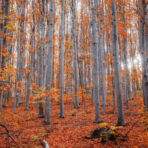 leaves, autumn, Capture of a serene forest with tall trees and vibrant fall foliage.