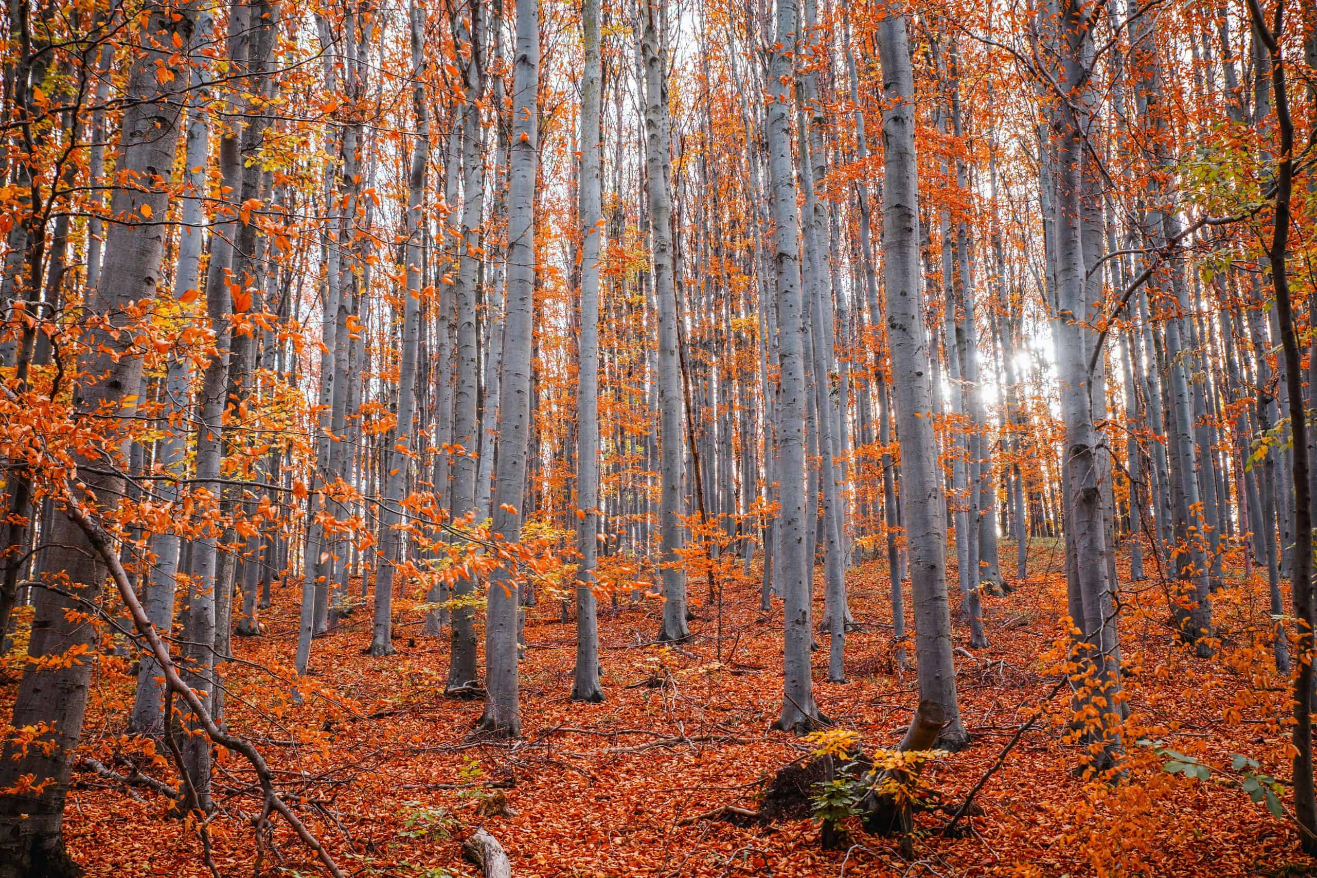 leaves, autumn, Capture of a serene forest with tall trees and vibrant fall foliage.