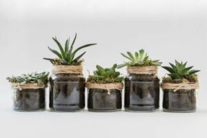 Aesthetic arrangement of diverse succulents in decorative glass jars, perfect for home decor.