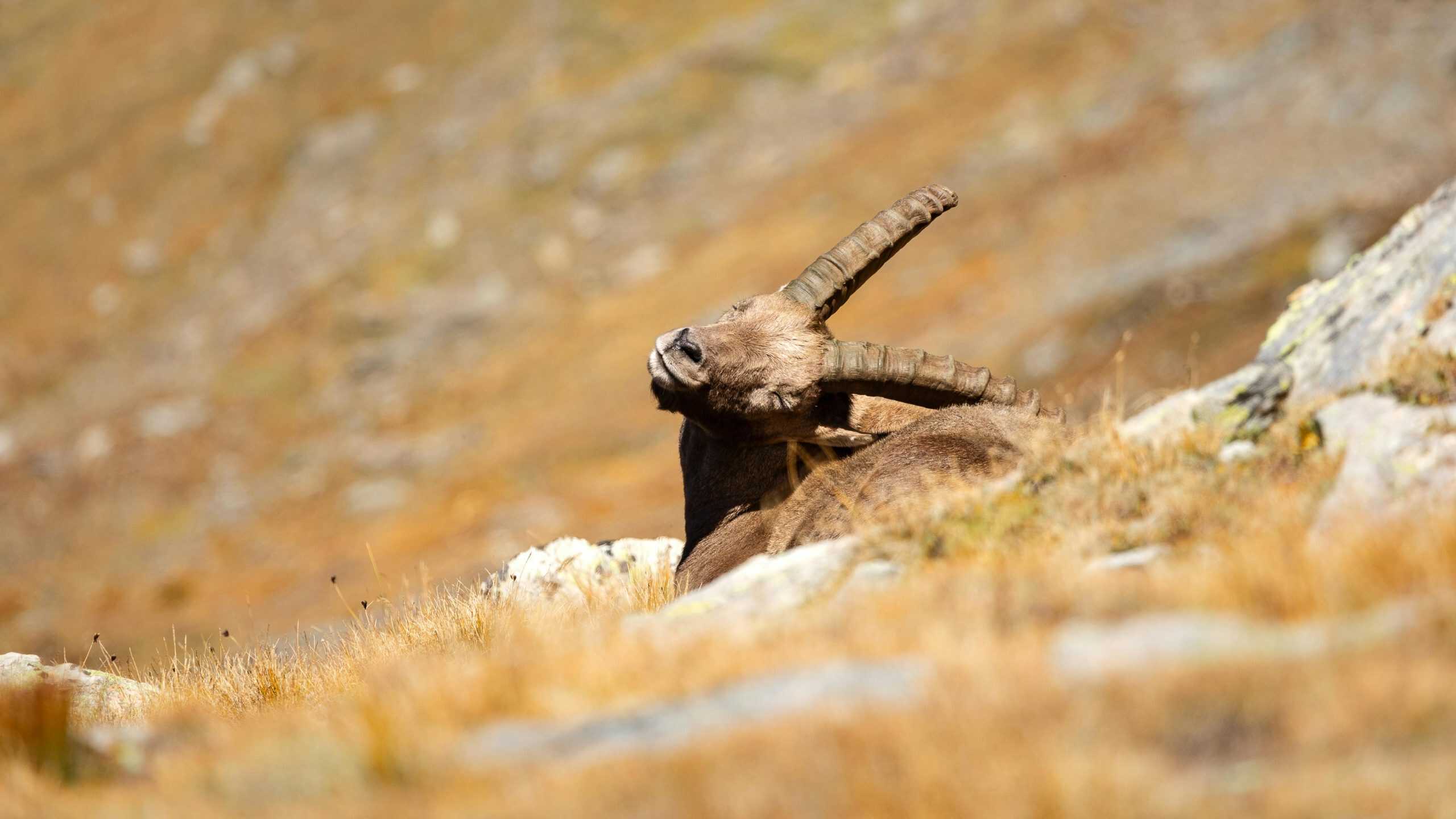 A serene image of an Alpine ibex resting in a rocky meadow, showcasing its majestic horns.