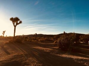Capture of a serene desert morning in Joshua Tree, highlighting its unique flora against a glowing horizon.