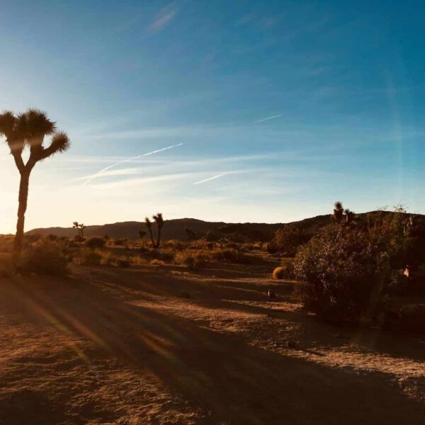 Capture of a serene desert morning in Joshua Tree, highlighting its unique flora against a glowing horizon.