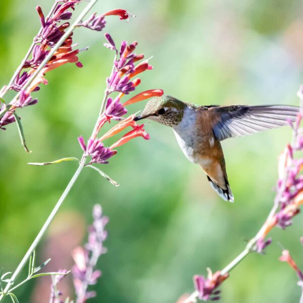 Close-up of a hummingbird in flight near vibrant flowers, showing delicate feathers and swift wings.