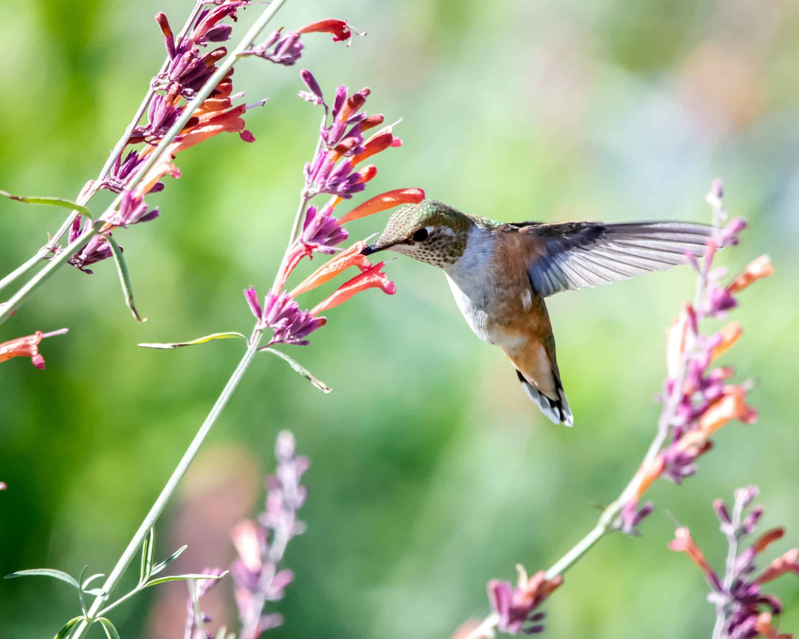 Close-up of a hummingbird in flight near vibrant flowers, showing delicate feathers and swift wings.