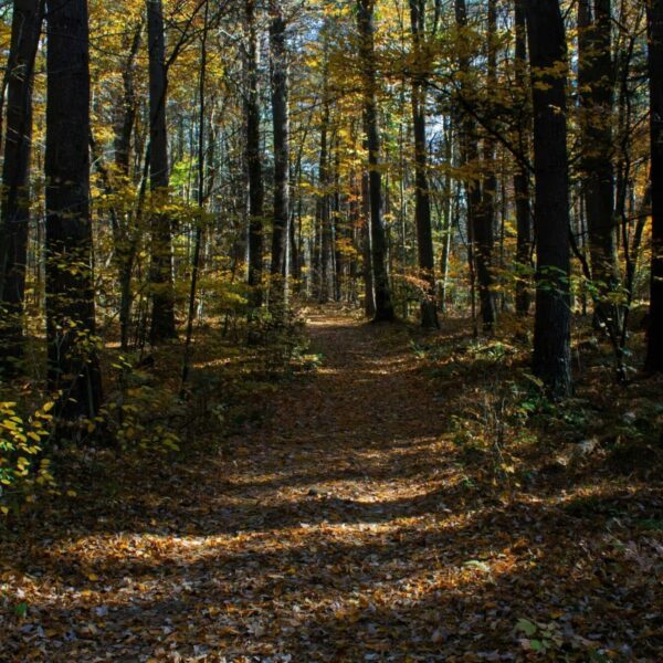 This is a path in the Massachusetts woods. It is a lovely place to walk. It is also a place where you should take precautions against Lyme disease.