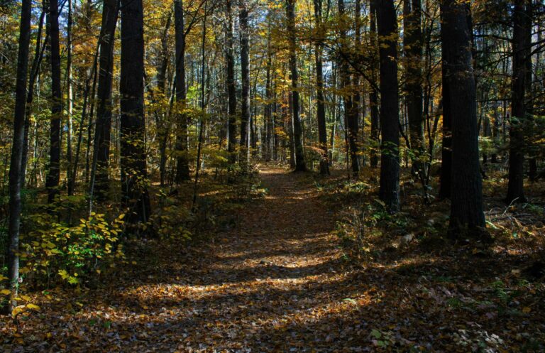 This is a path in the Massachusetts woods. It is a lovely place to walk. It is also a place where you should take precautions against Lyme disease.