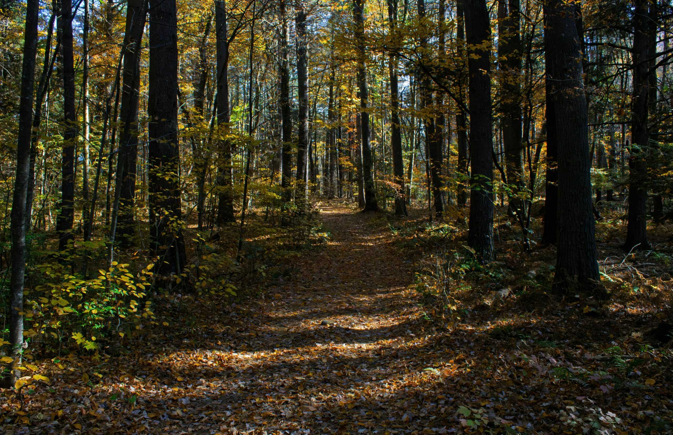 This is a path in the Massachusetts woods. It is a lovely place to walk. It is also a place where you should take precautions against Lyme disease.