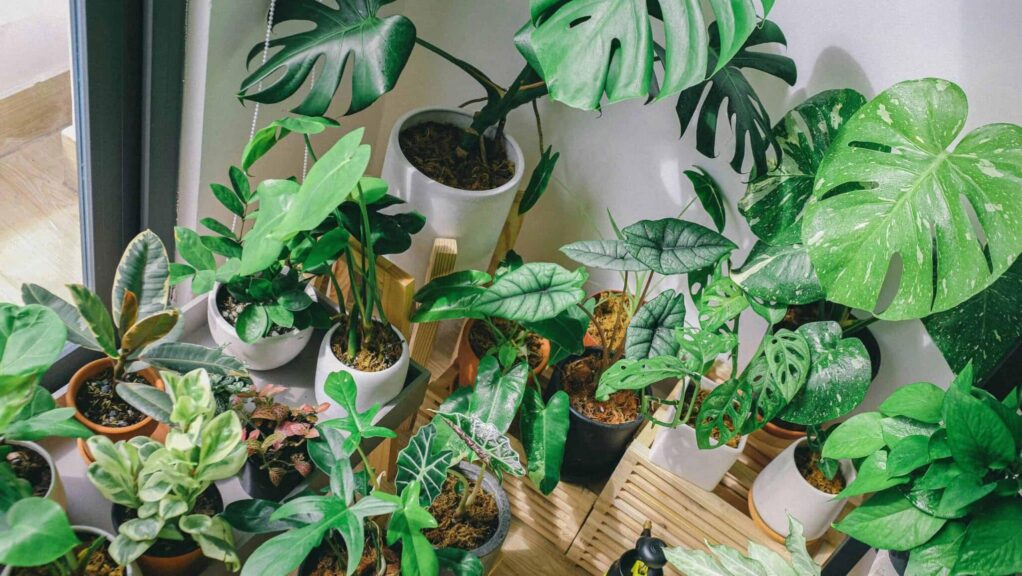non-toxic plants