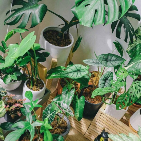 non-toxic plants