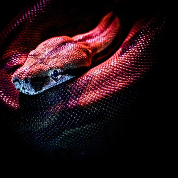 snake dream