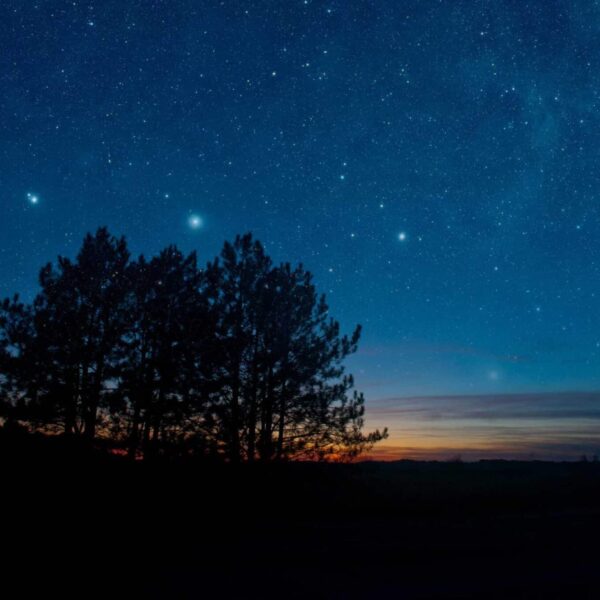 This photo features a tree and a starry sky. Looking up at the stars is a great way to reconnect with nature.