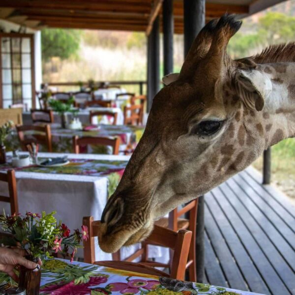 safari lodges