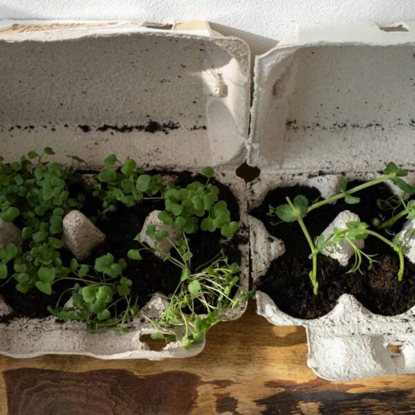 Organic herbs growing in recycled egg cartons on a wooden surface, embracing zero waste gardening.