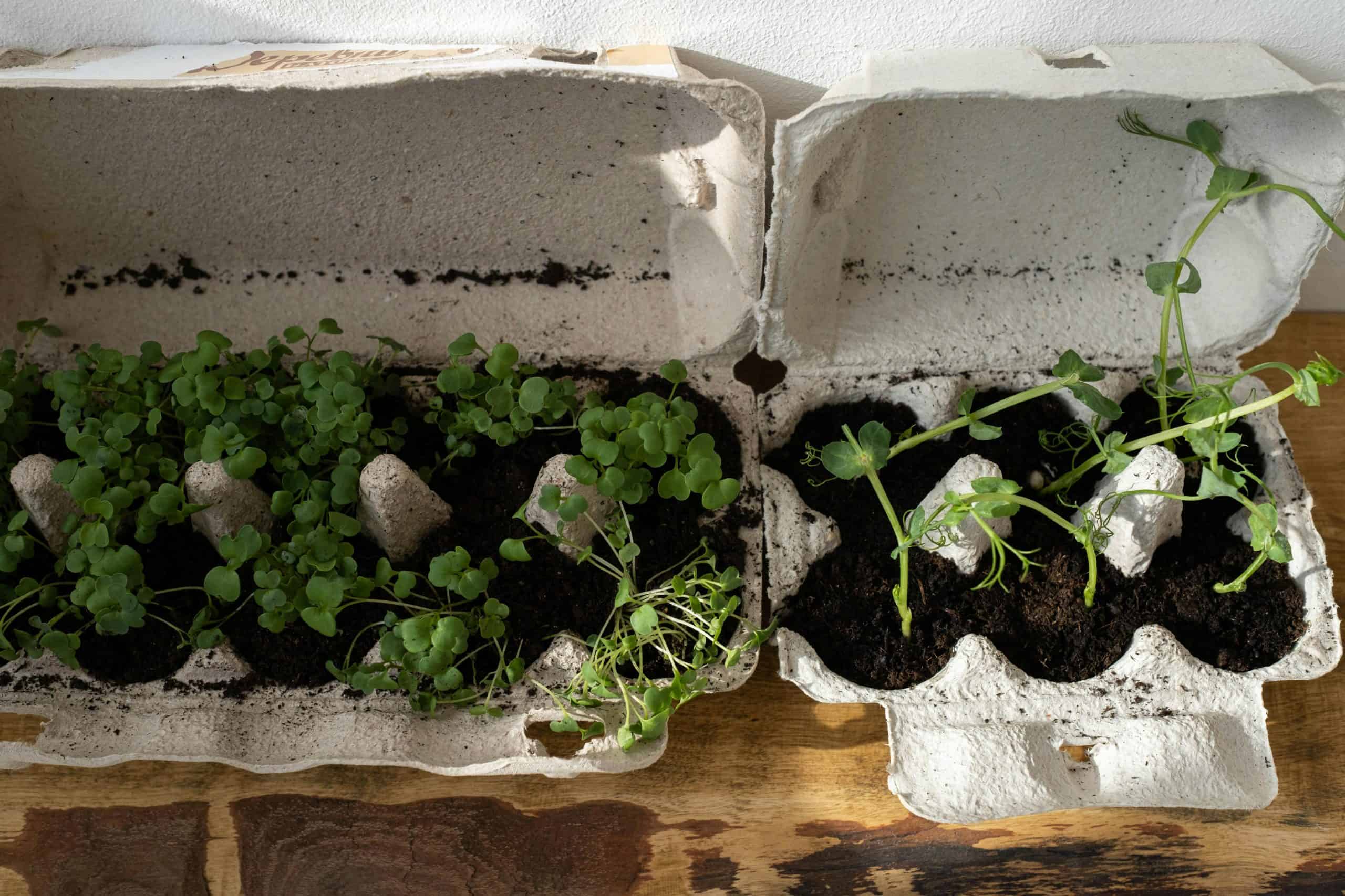 Organic herbs growing in recycled egg cartons on a wooden surface, embracing zero waste gardening.
