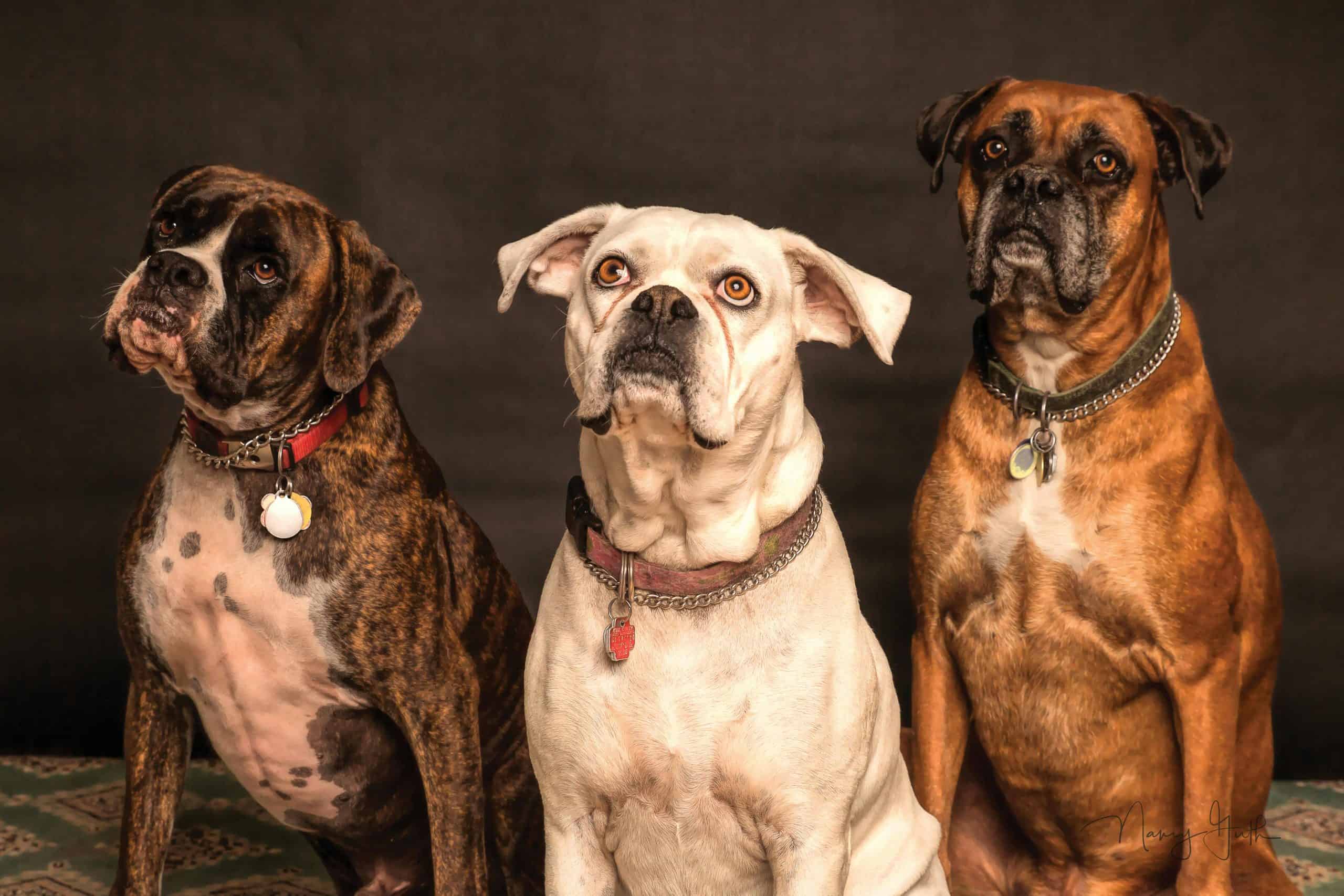 Three Boxer dogs posing in a studio setting, showcasing elegance and charm. travel