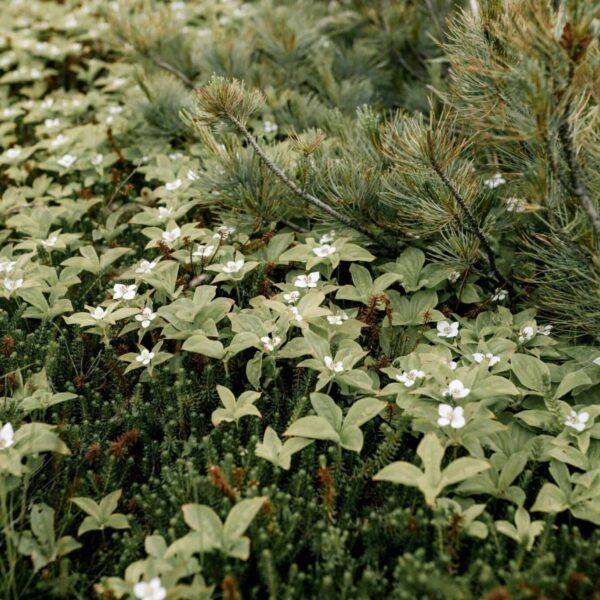 Native shrubs like bunchberry plants covering the forest floor beneath tall pine trees, creating a serene green landscape. Photo by Julia Volk via Pexels.
